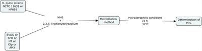 Extra virgin olive oil inhibits Helicobacter pylori growth in vitro and the development of mice gastric mucosa lesions in vivo